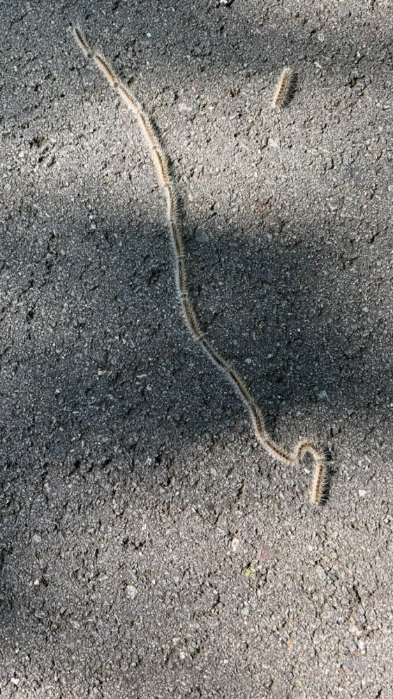 Giftköder-Eichenprozessionsspinner-Profilbild