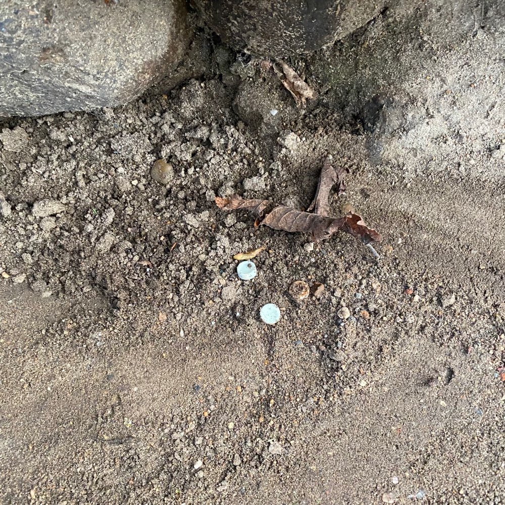 Giftköder-!!!! Blaue Tabletten unter Laub !!!!-Profilbild