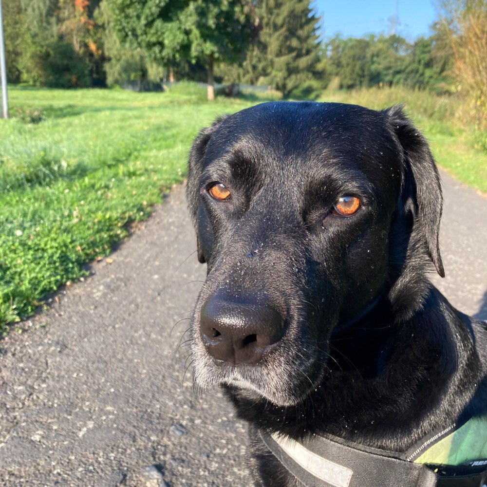 Hundetreffen-Play date / walk-Profilbild