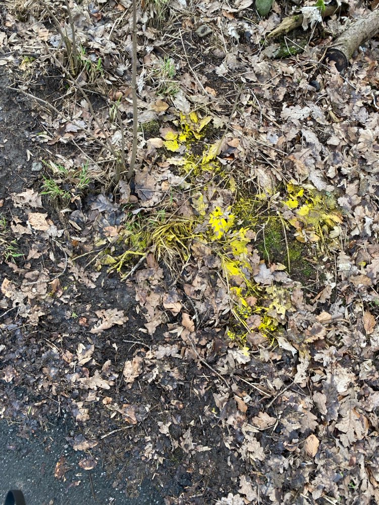 Giftköder-Giftköder-Profilbild