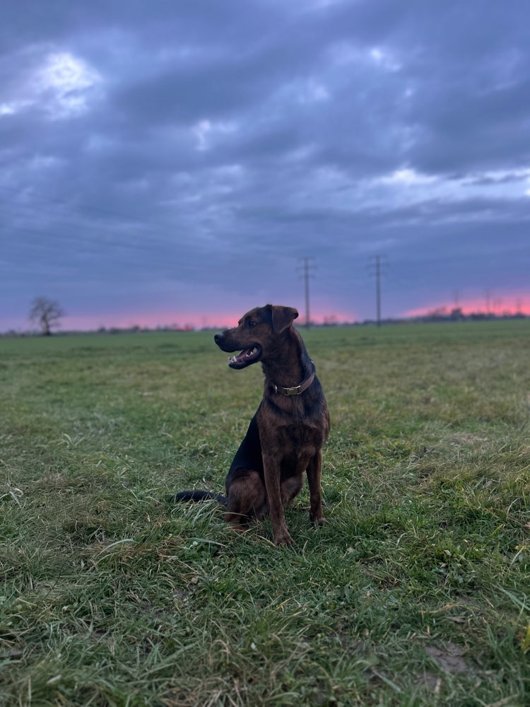 Hundetreffen-Spielbuddy gesucht-Profilbild