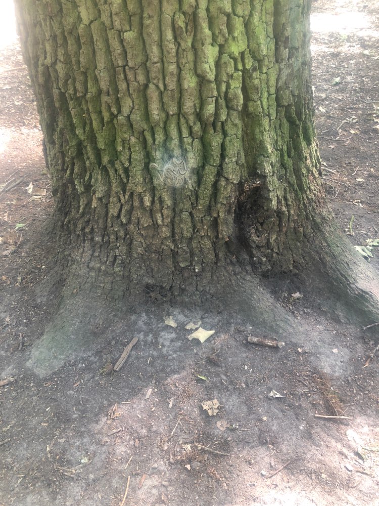 Giftköder-Prozessionsspinner-Profilbild