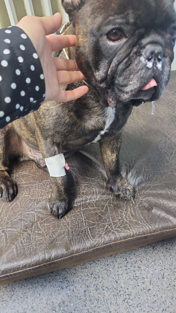 Giftköder-Gift-Profilbild