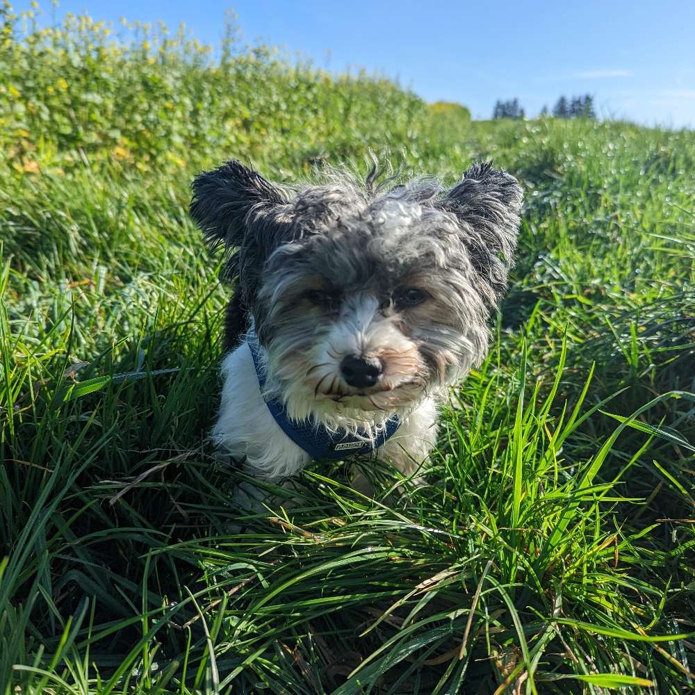 Hundetreffen-Gassi/Spieltreffen-Profilbild