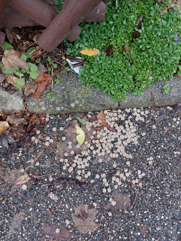 Giftköder-Mögliche Giftköder-Profilbild