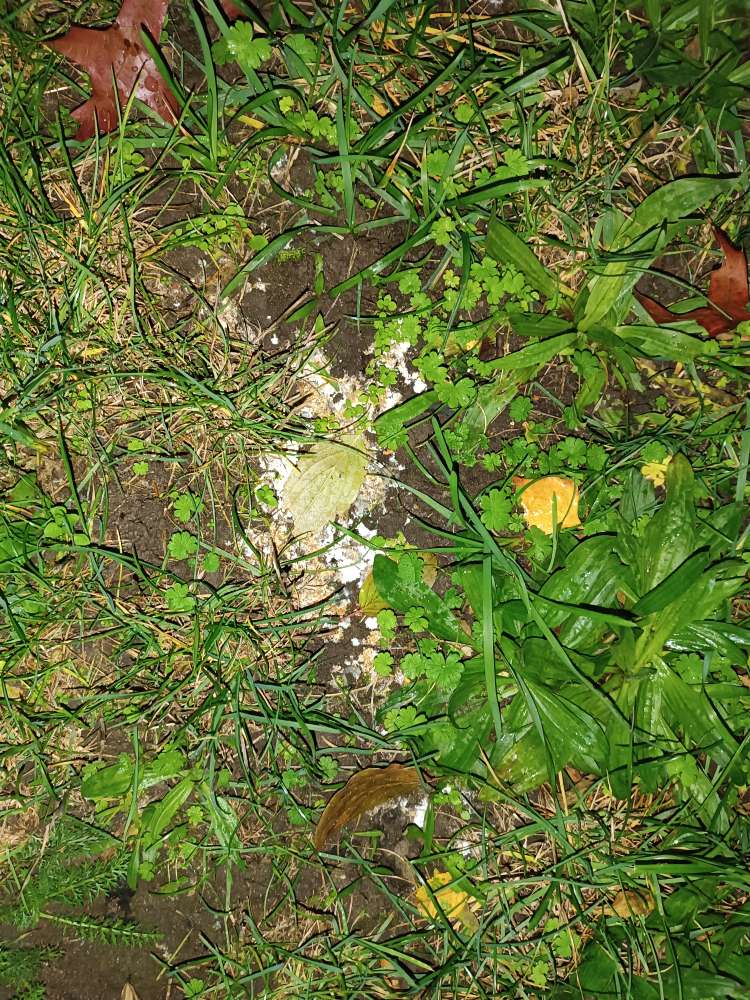 Giftköder-Giftköder-Profilbild