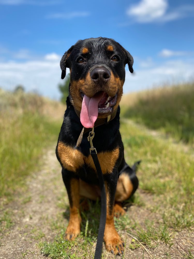 Hundetreffen-Hundebegegnungen üben+ Social walks-Profilbild