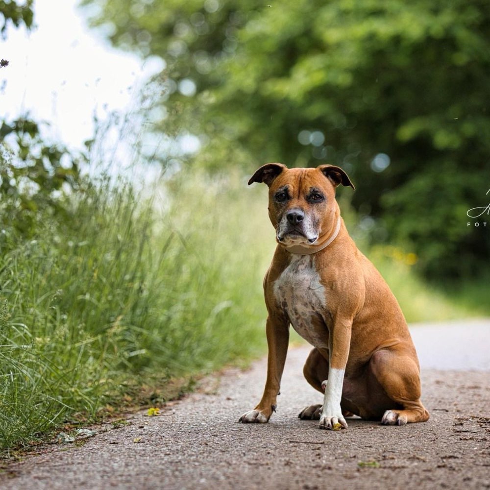 Hundetreffen-suche einen lieben und ruhigen Gassi Partner.-Profilbild