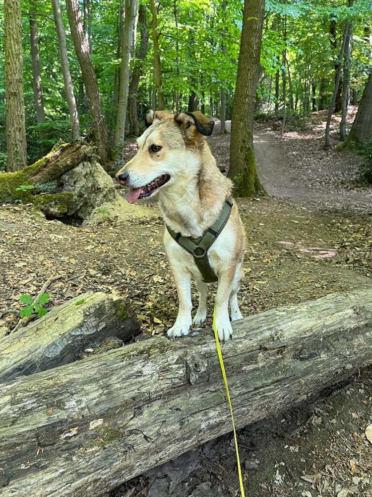 Hundetreffen-Hundekumpel für gemeinsame Spaziergänge gesucht-Profilbild