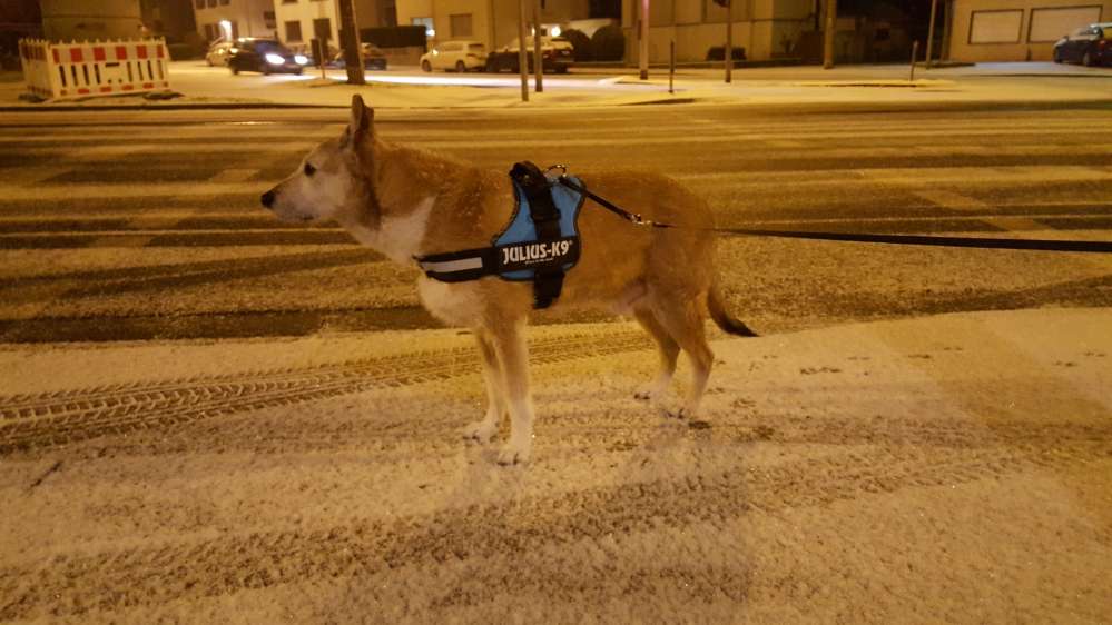 Hundetreffen-Spaziergang-Profilbild