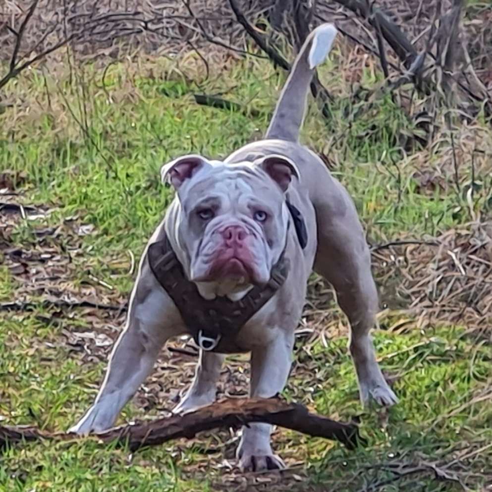 Hundetreffen-Wer Lust hat darf sich gerne melden😊 wir würden uns Seher freuen wenn sich jemand findet 💜-Profilbild