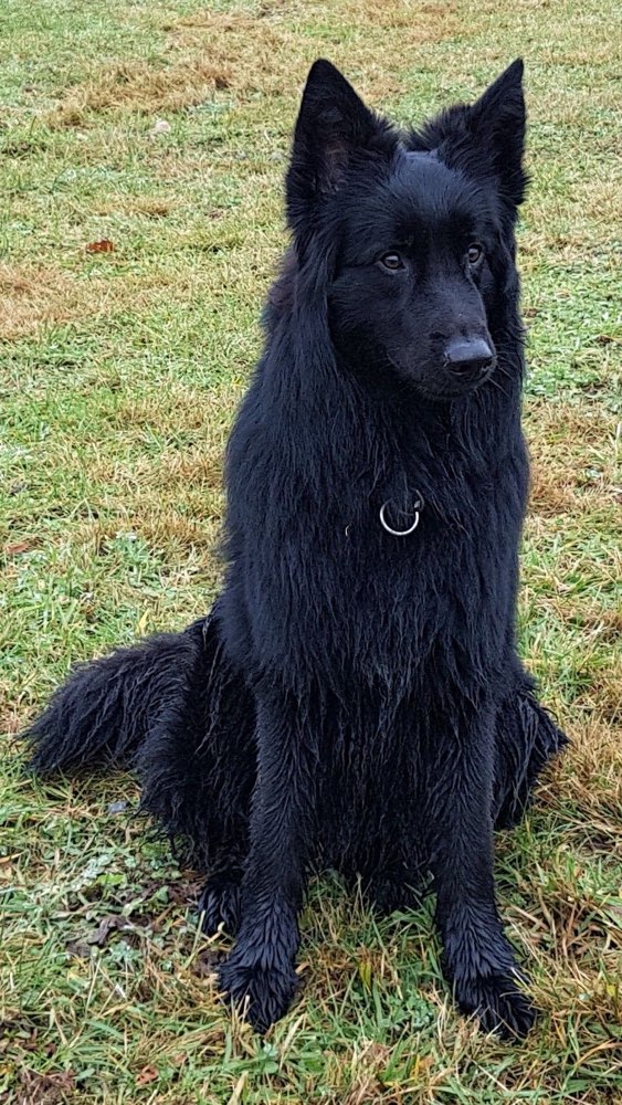 Giftköder-Zwergspitz wurde gebissen [FALL GELÖST]-Profilbild