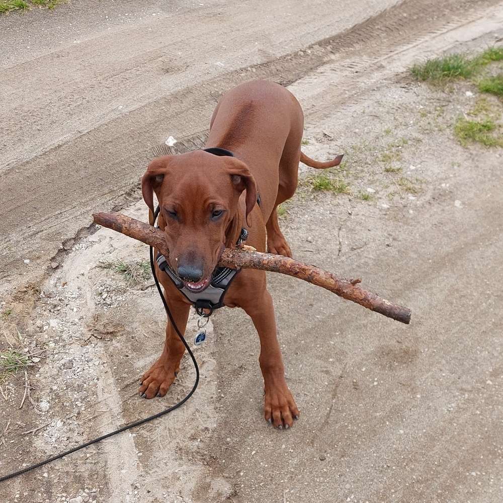 Hundetreffen-Welpentreffen leinburg-Profilbild