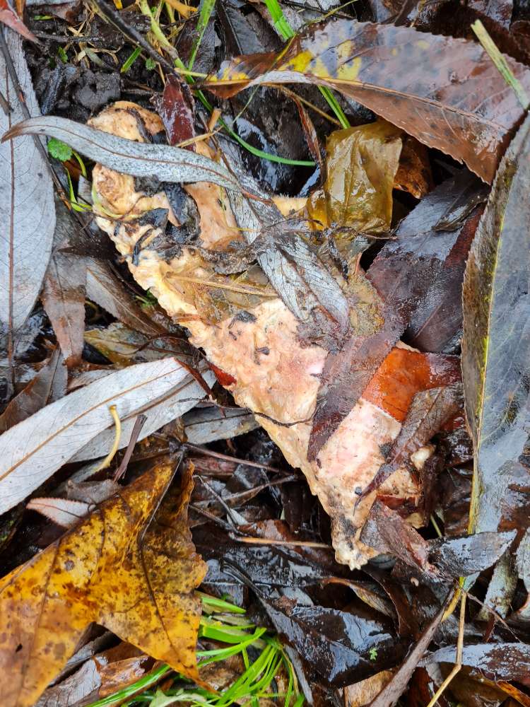 Giftköder-Fleischstücke-Profilbild