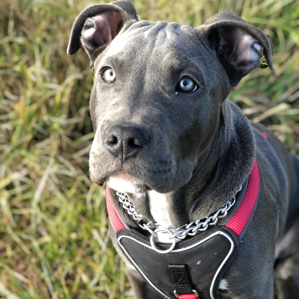 Hundetreffen-Hunde Spielrunde Gerbstedt oder Umgebung 🐾🐶-Profilbild