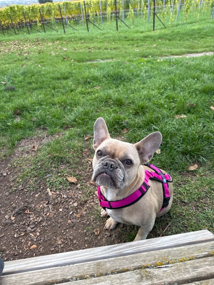 Hundetreffen-Franchies gesucht zum gemeinsamen Gassi-Profilbild