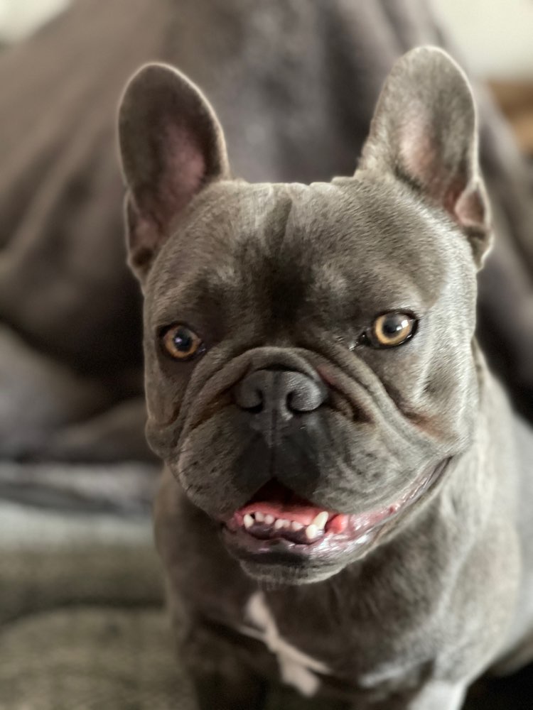 Hundetreffen-Suche Spielgefährten-Profilbild