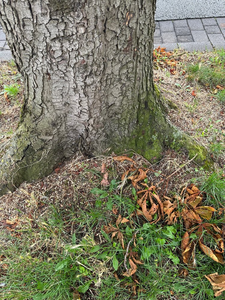 Giftköder-Giftköder-Profilbild