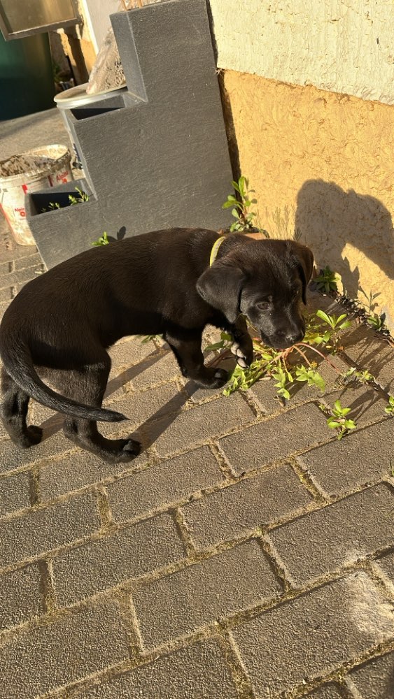 Hundetreffen-Hundetreffen-Profilbild