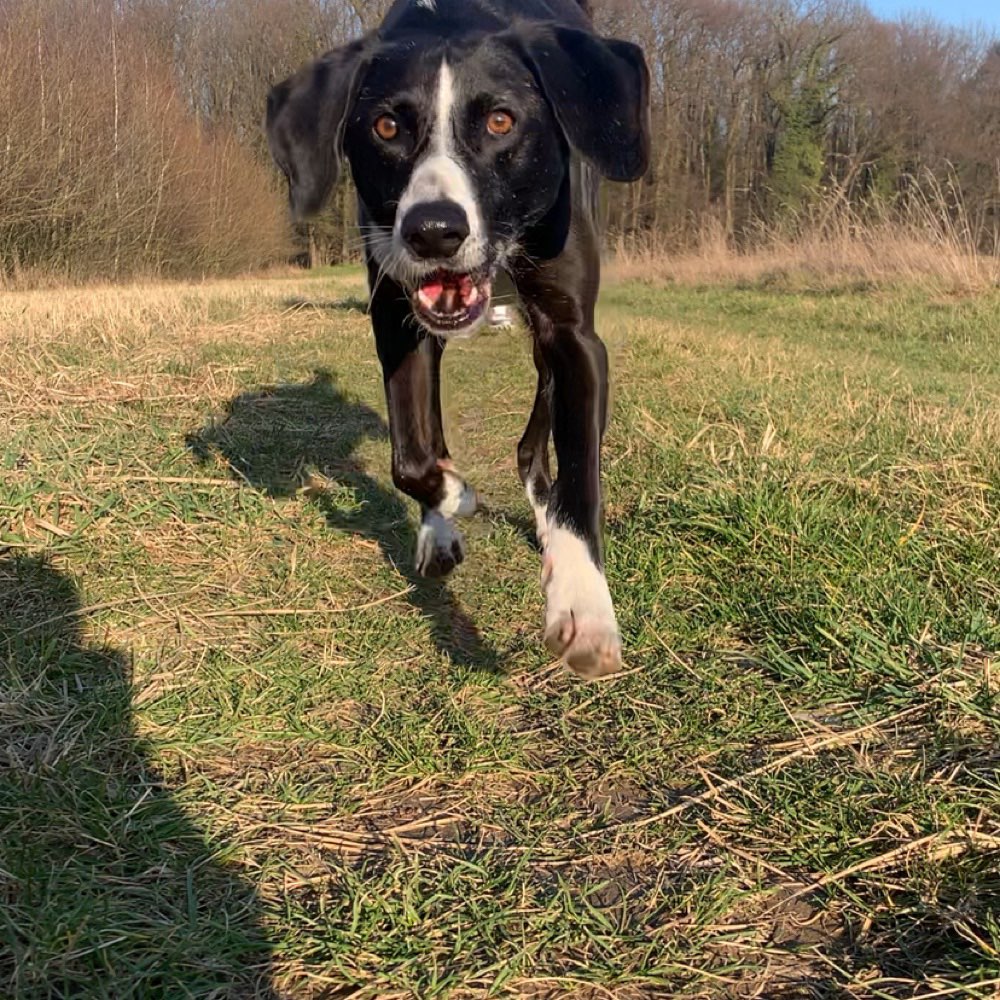Hundetreffen-Gemeinsame Spaziergänge-Profilbild