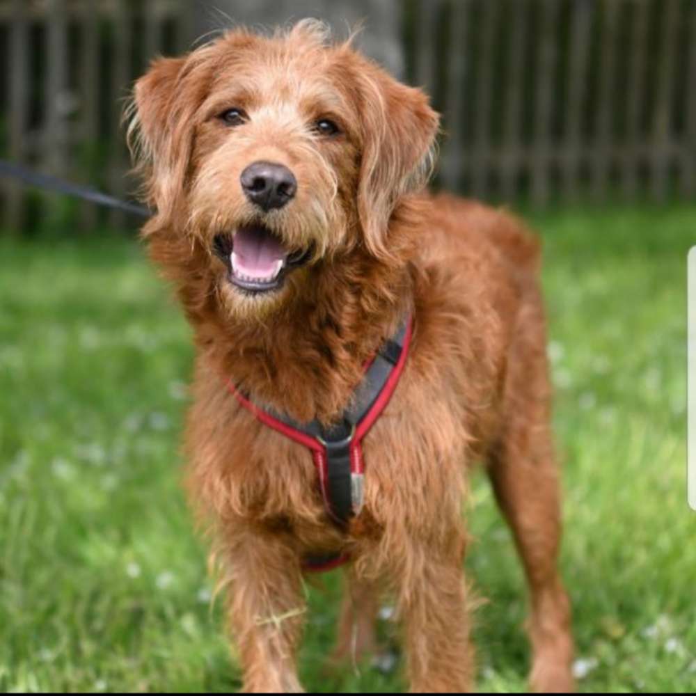 Hundetreffen-Hundefreunde gesucht / Spieletreff-Profilbild