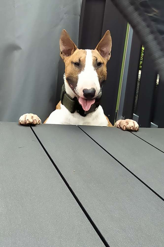 Hundetreffen-Suche Spielfreunde für Juri-Profilbild