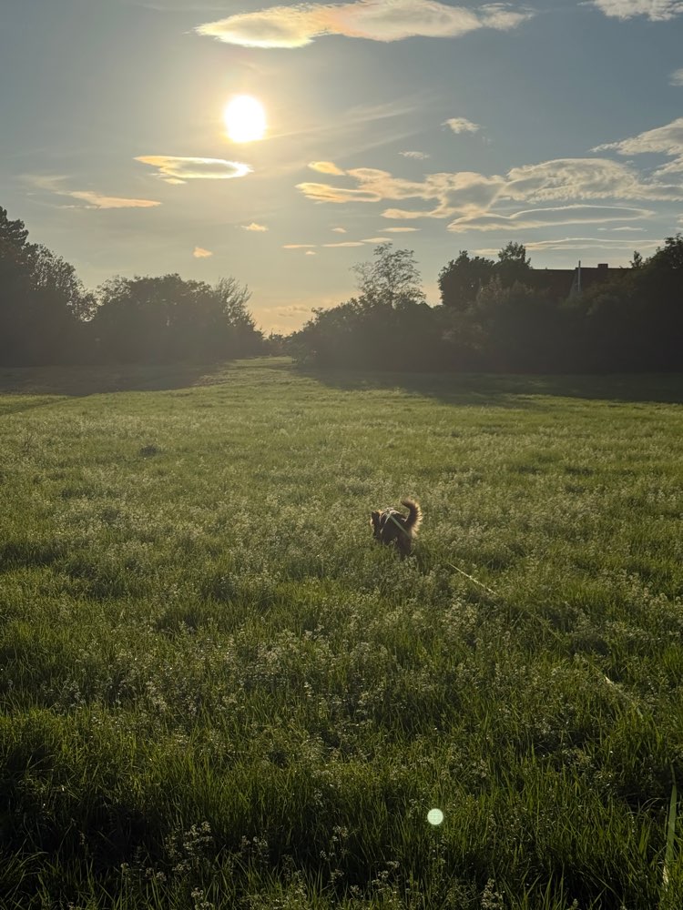 Hundetreffen-Hundekontakt, Spiel- und Gassirunden-Profilbild