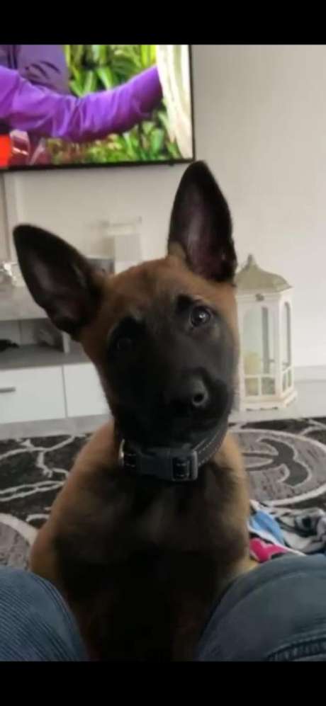 Hundetreffen-Ascheberg-Profilbild