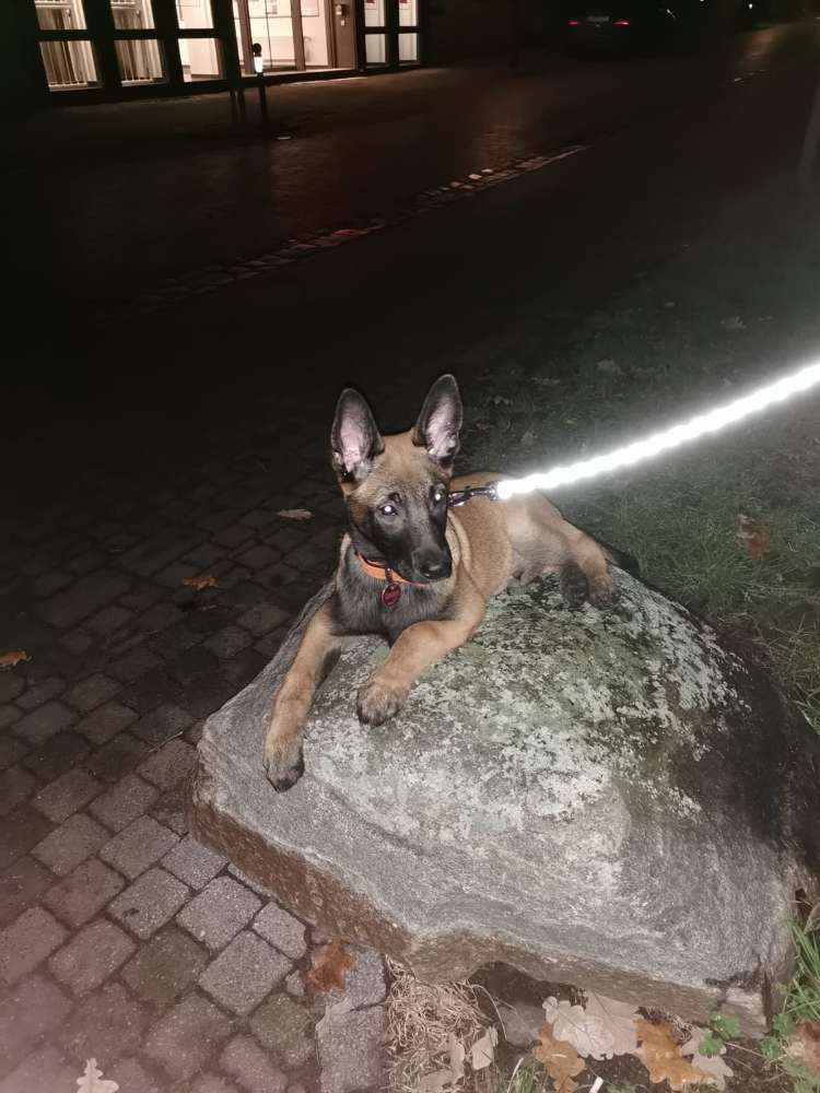 Hundetreffen-Welpentreff in Ascheberg-Profilbild