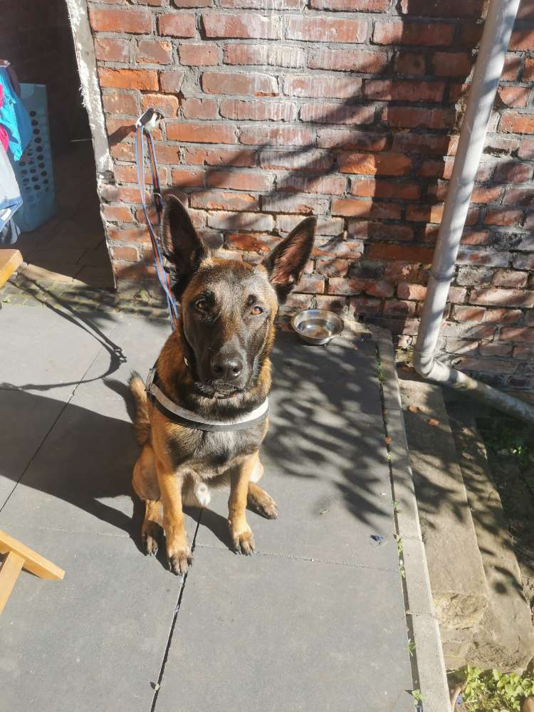 Hundetreffen-Gassi Runde spielen-Profilbild