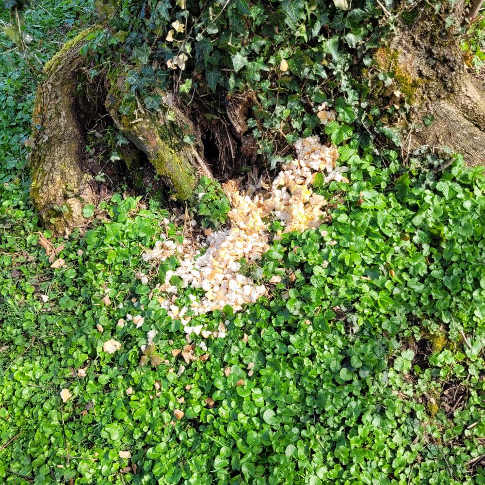 Giftköder-Brotstücke mit Ei? Hundewiese Westbad-Profilbild