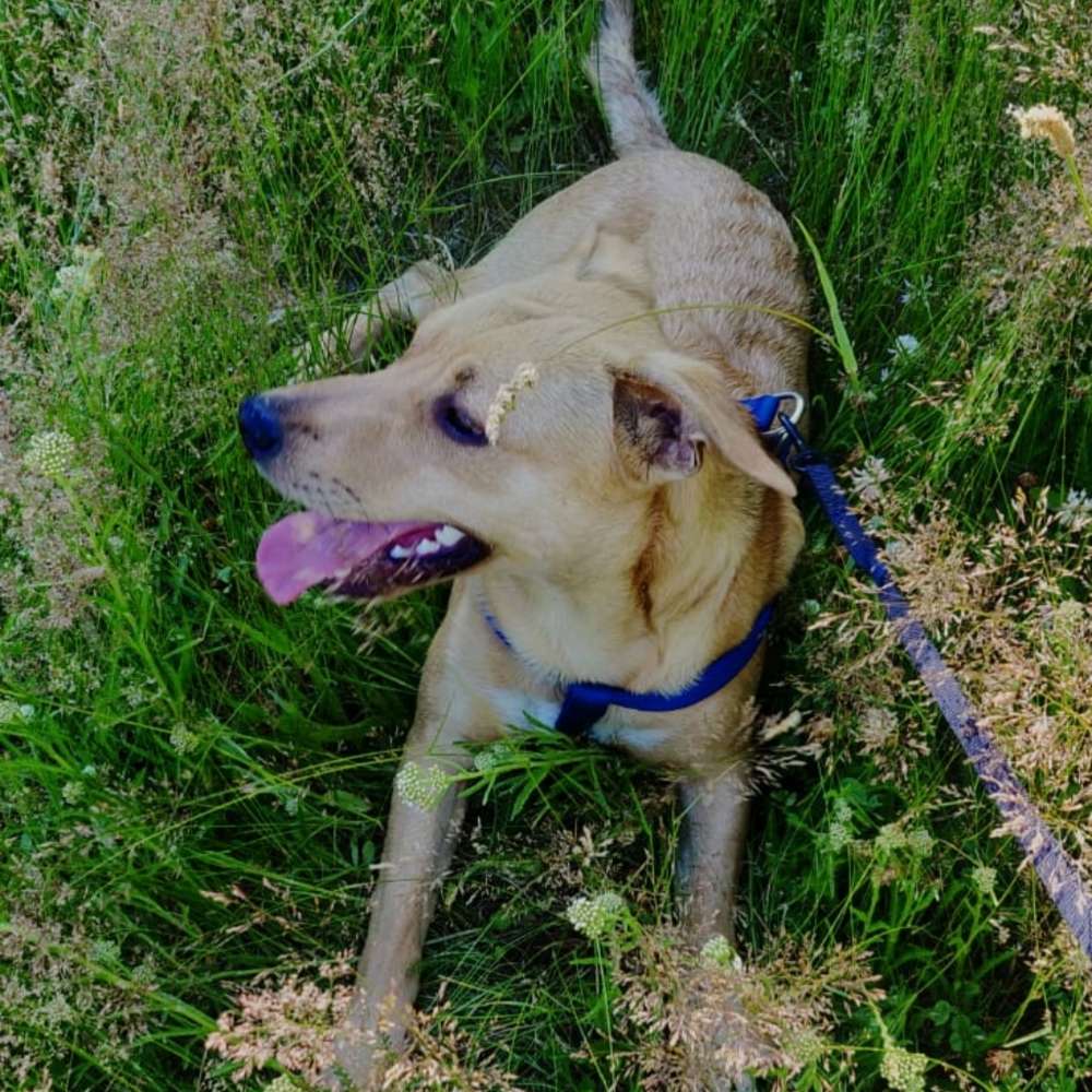 Hundetreffen-Spielpartner gesucht :)-Profilbild