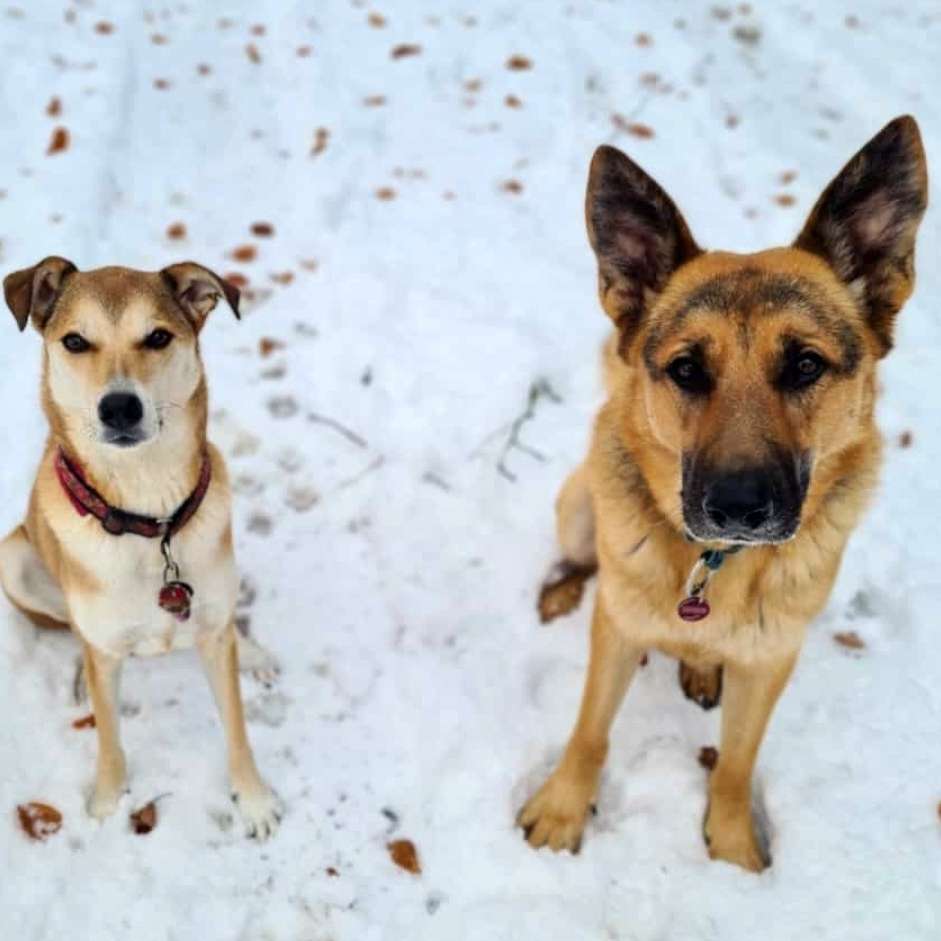 Hundetreffen-Hundefreunde und nette Menschen gesucht-Profilbild