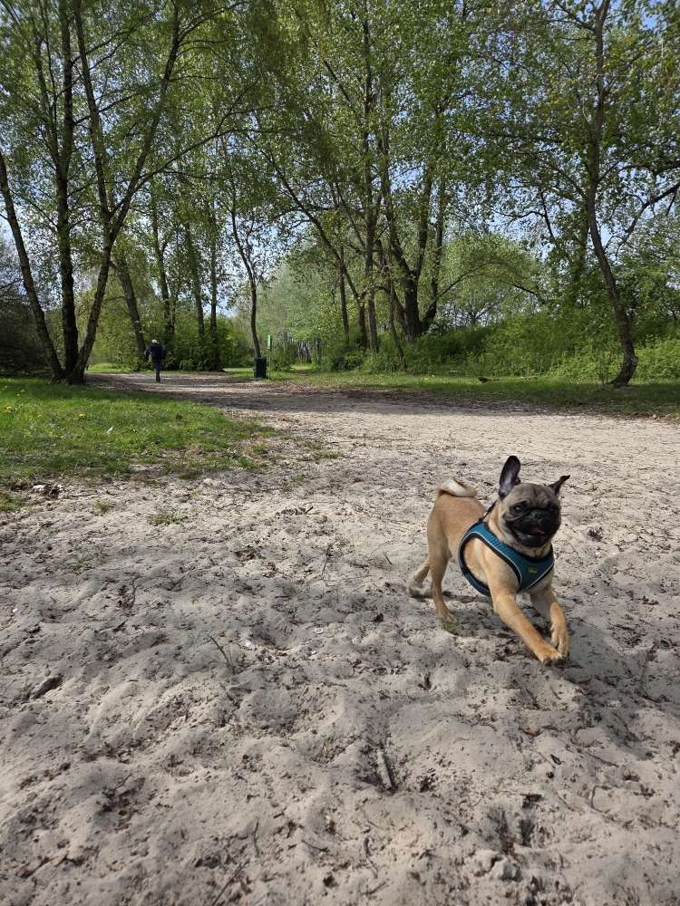 Hundetreffen-Spiele- und Gassikumpels-Profilbild