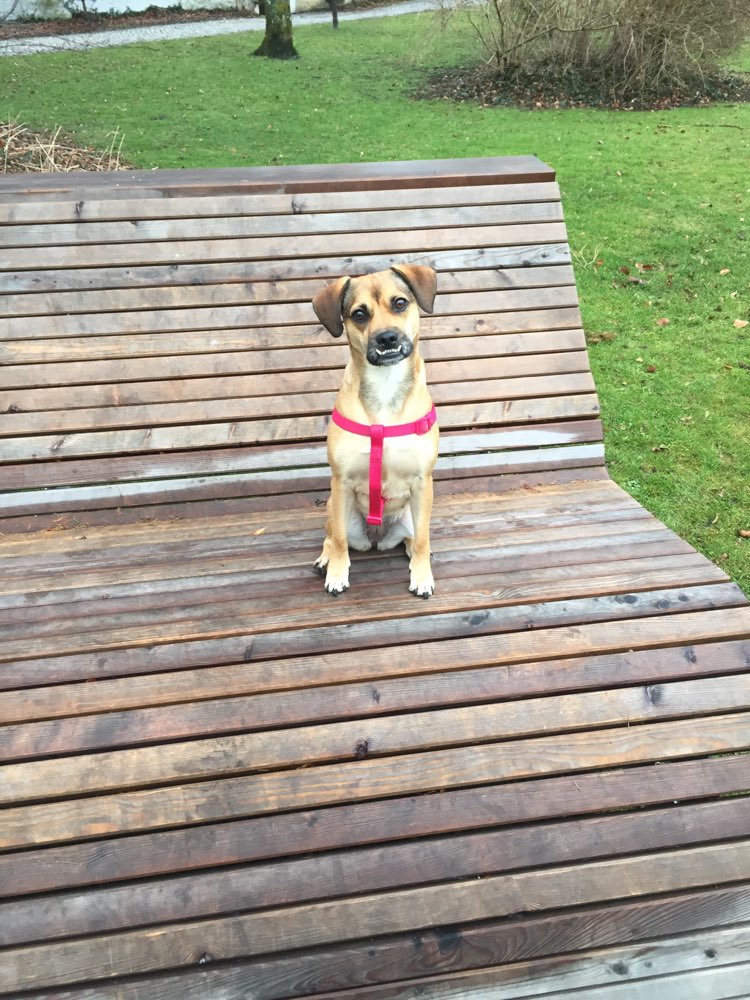 Hundetreffen-Spielrunde mit Lola-Profilbild