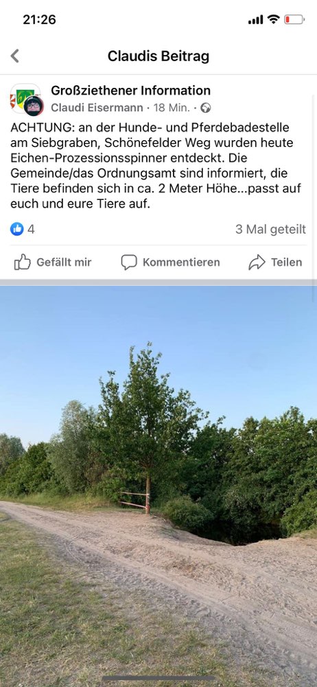 Giftköder-Eichen-Prozessionsspinner-Profilbild