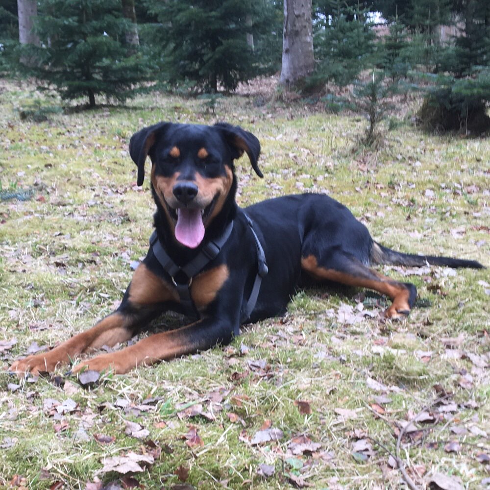 Hundetreffen-Social Walks-Profilbild