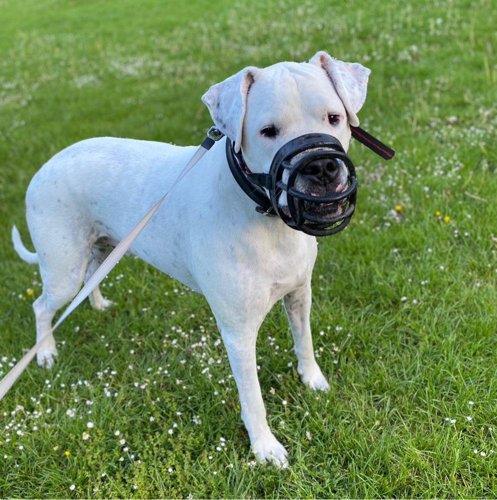 Hundetreffen-Sozial dog Walk-Profilbild