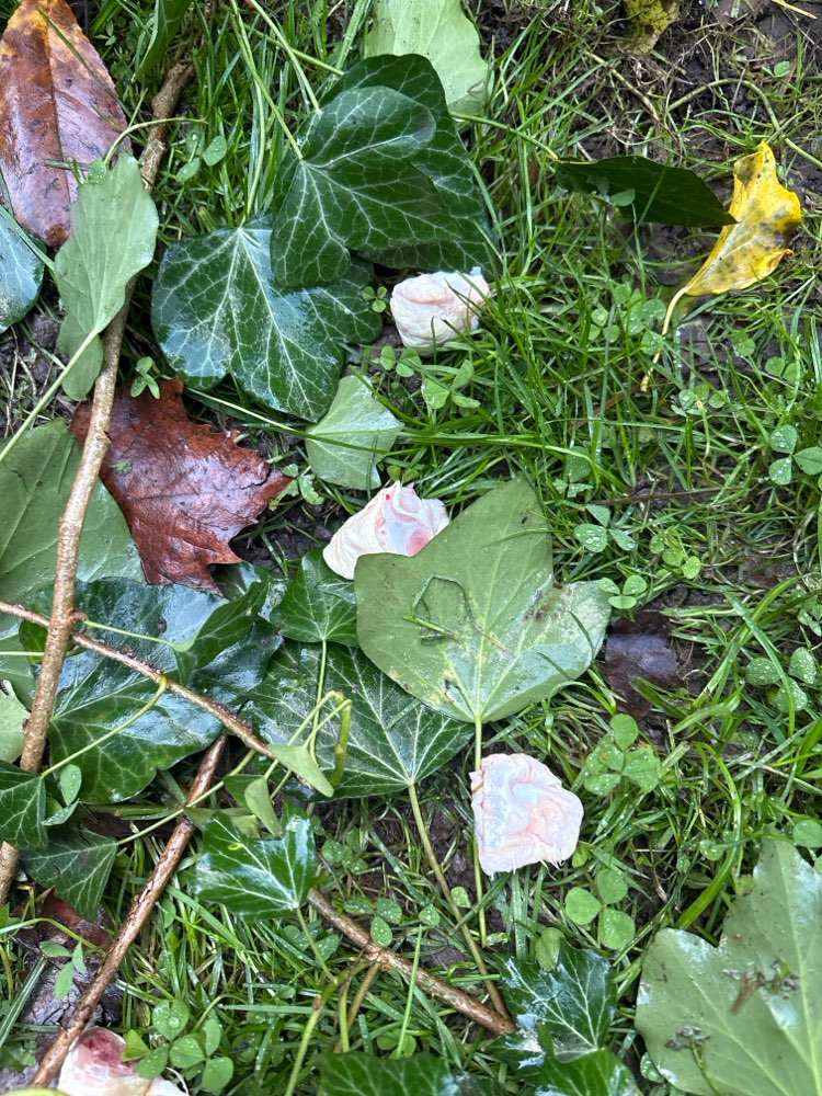 Giftköder-Nicht identifizierbare Innereien-Profilbild