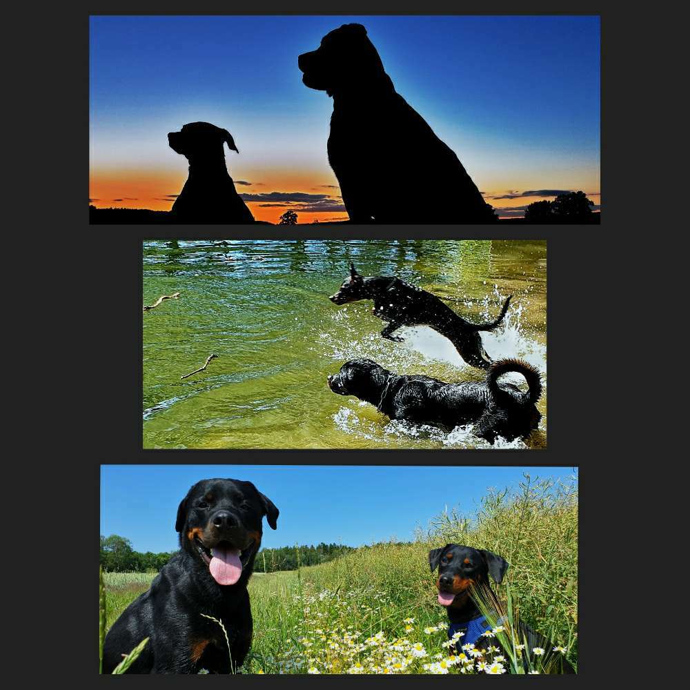 Hundetreffen-"einfach Hund sein" und dann Training für Frauchen ;)-Profilbild
