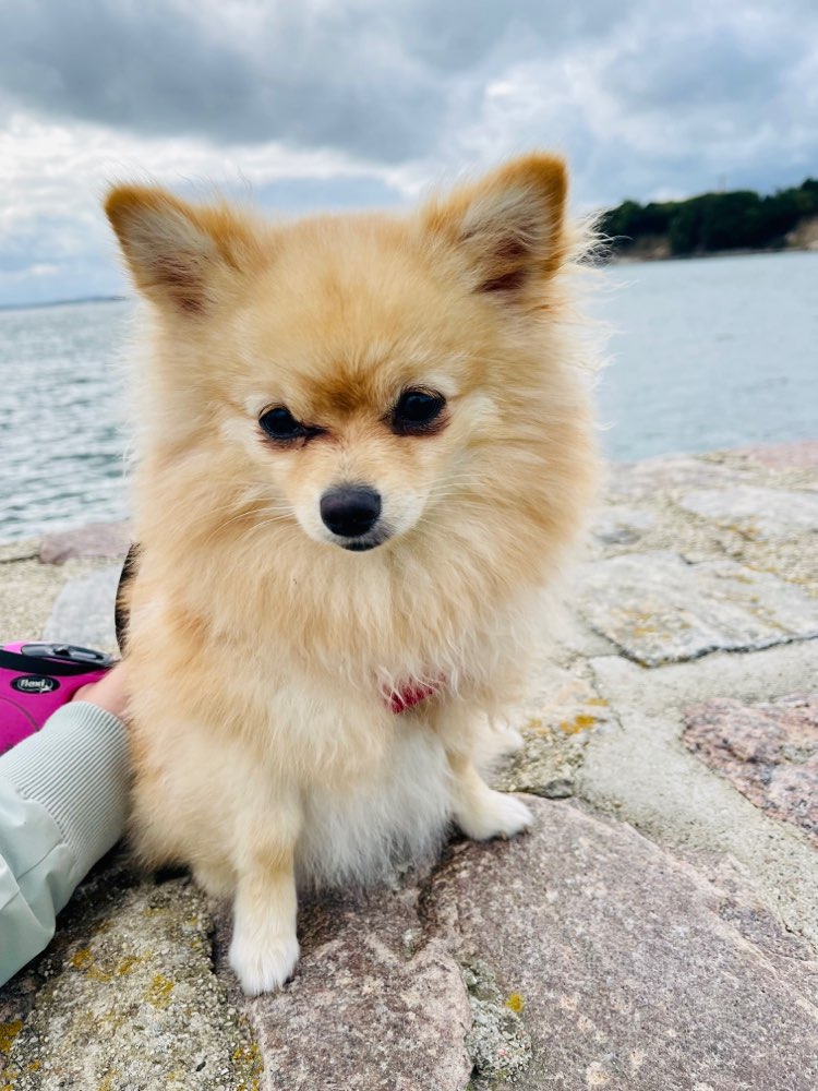 Hundetreffen-Spielpartner und Spazierpartner gesucht-Profilbild