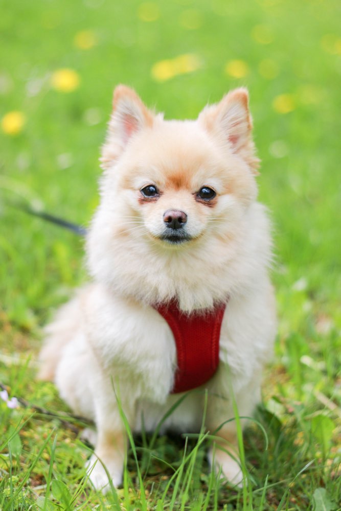 Hundetreffen-Spielfreunde-Profilbild