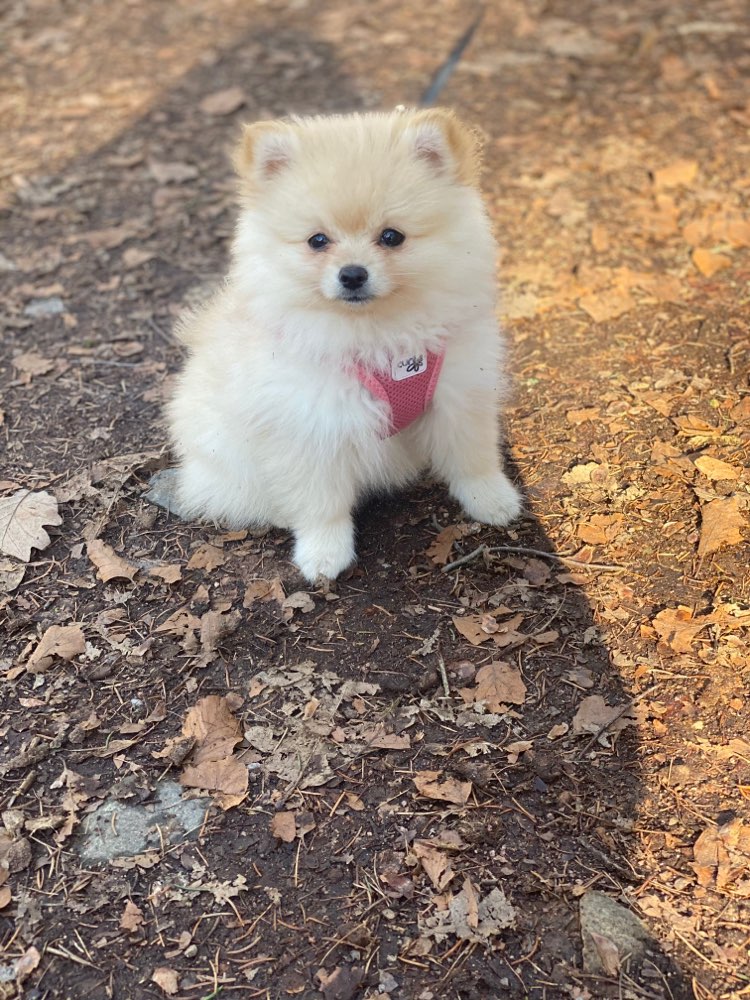 Hundetreffen-Welpen treffen und Spielpartner Gesuch-Profilbild