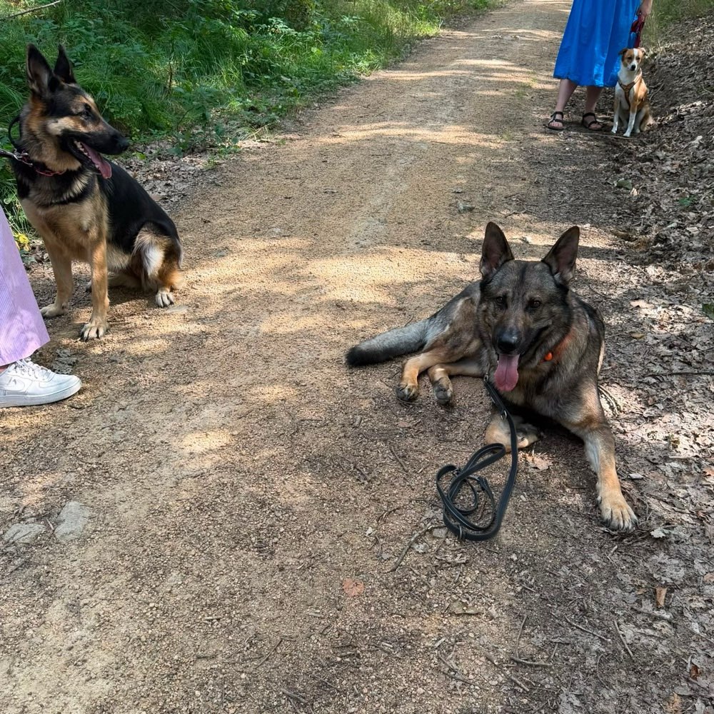Hundetreffen-Privater Social Walk | Hundebegegnungen üben-Profilbild