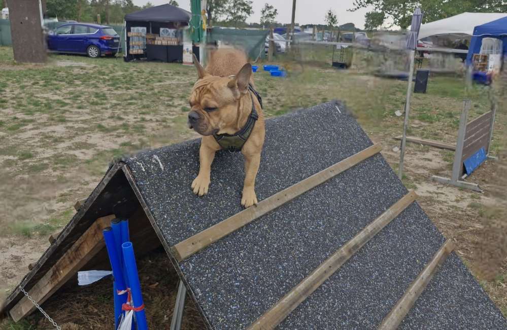 Hundetreffen-Junghunde Treffen Bad Salzungen-Profilbild