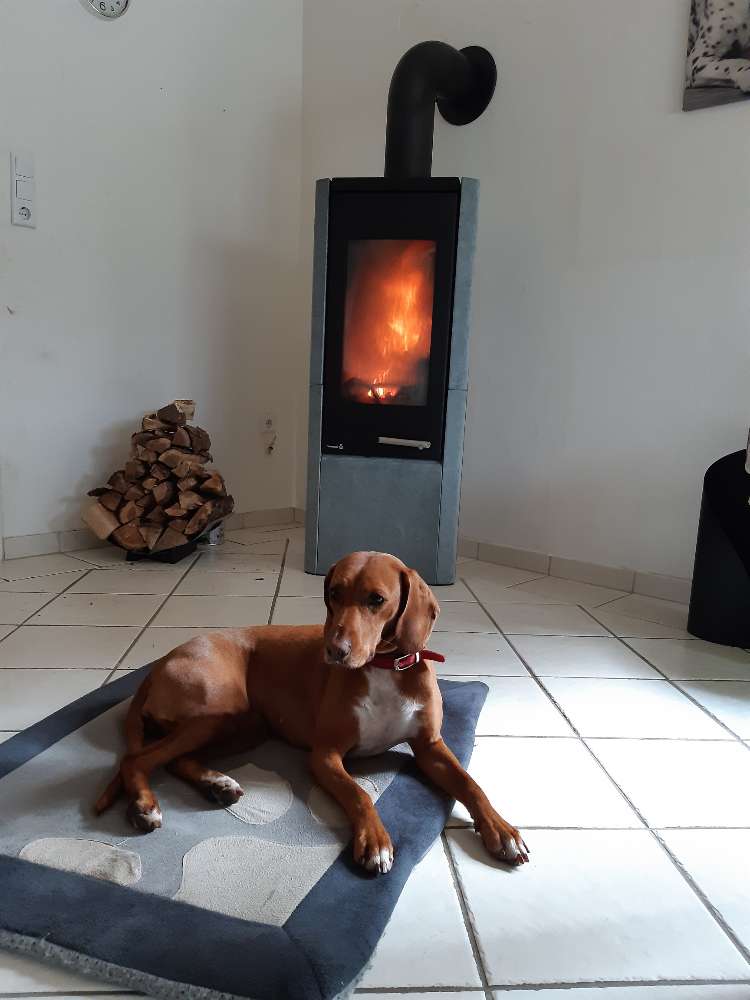 Hundetreffen-Gassifreunde gesucht-Profilbild