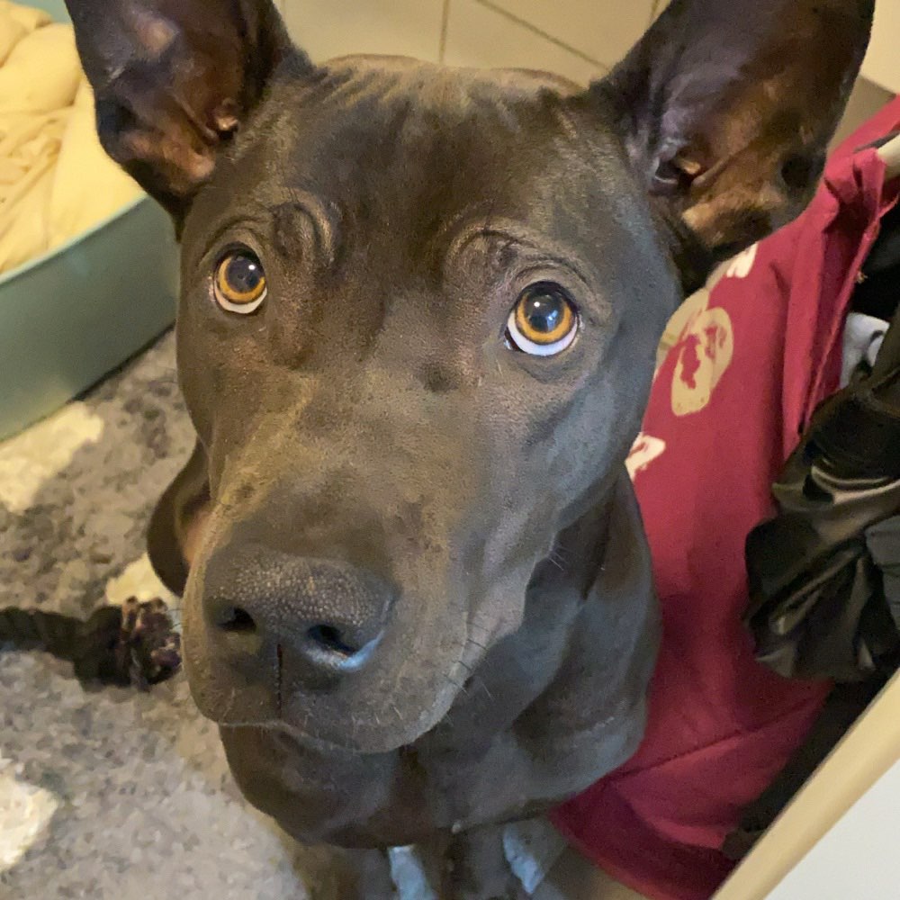 Hundetreffen-Gemeinsame Gassi- und Spielrunden 🌲🌿-Profilbild