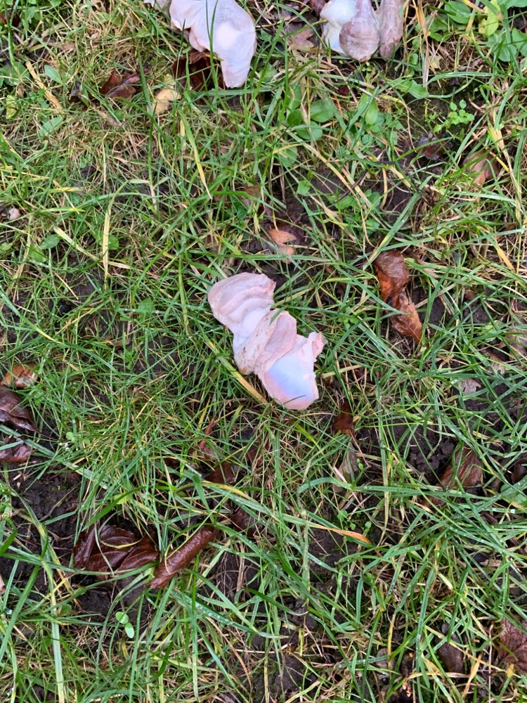 Giftköder-Fleischartige Stückchen-Profilbild