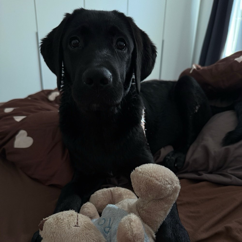 Hundetreffen-Spielen & Spazieren mit Balou-Profilbild
