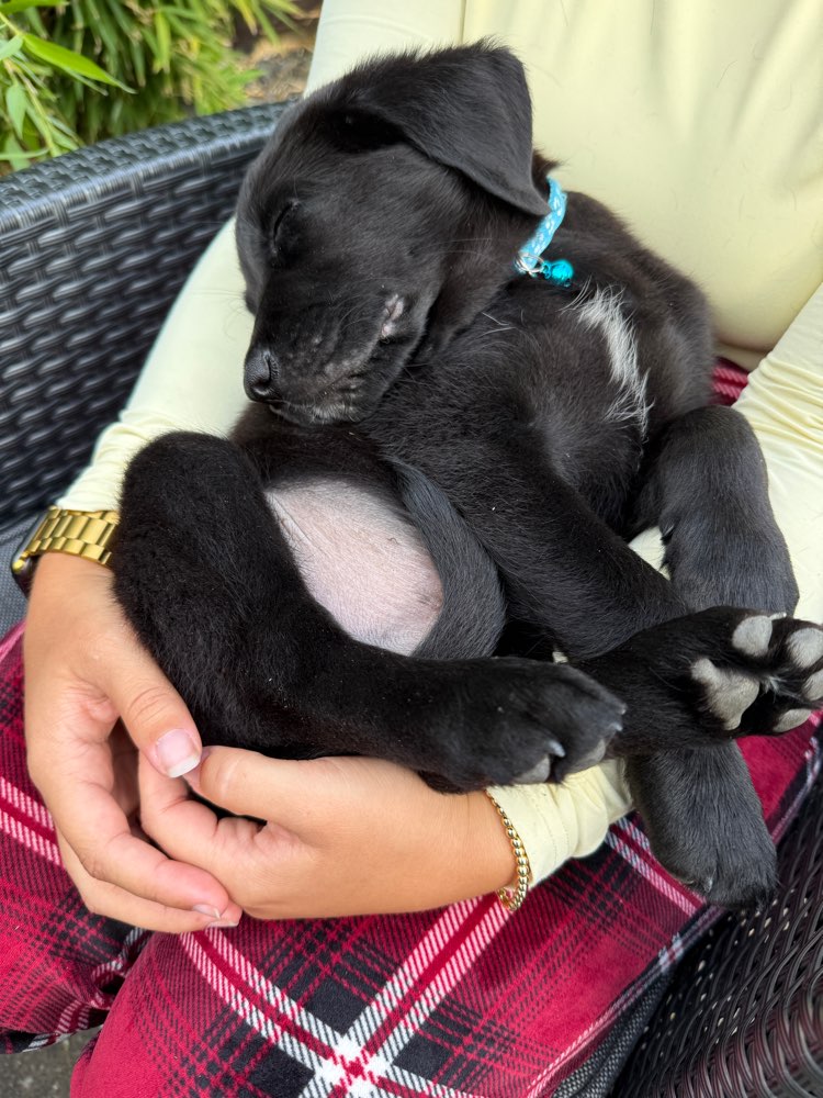 Hundetreffen-Spielen mit Balou-Profilbild